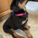 AKC Rottweiler Puppy Ready For Her New Home